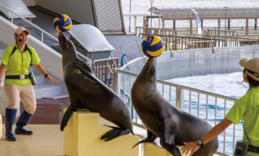Fukuoka Marine & Nature Exploration Family Day Tour （Ages 0-5）